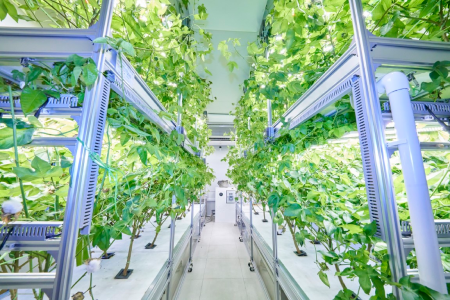 Ff Facilities Cotton